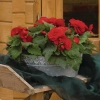 Begonia 'Nonstop® Red' – sadzonka
